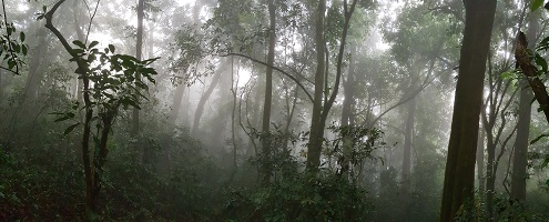 la forêt dans la brume