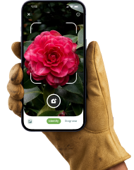 Plantalya App
