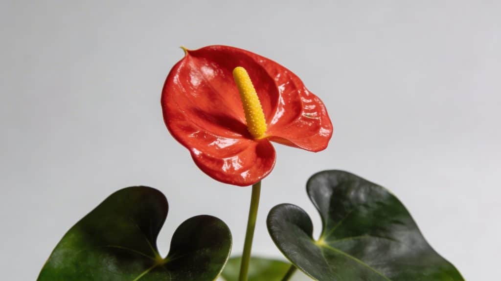 Anthurium (Anthurium andraeanum) - Plant care guide