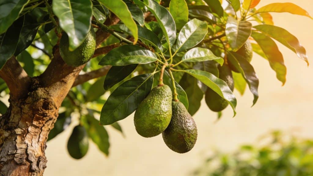 Avocatier (Persea americana) - Plant care guide