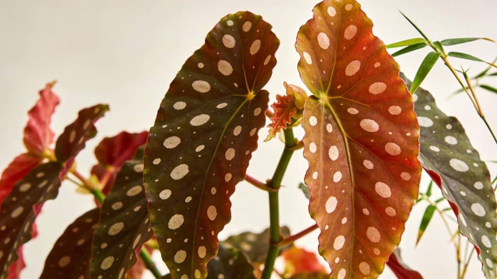 Bégonia bambou (Begonia maculata) - Plant care guide