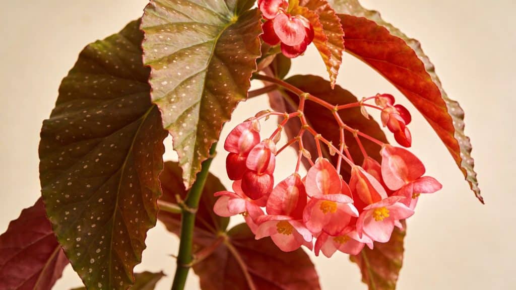 Bégonia (Begonia cucullata) - Plant care guide