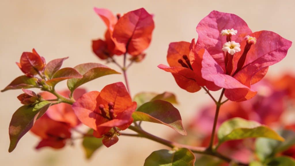 Bougainvillée glabre (Bougainvillea glabra) - Plant care guide