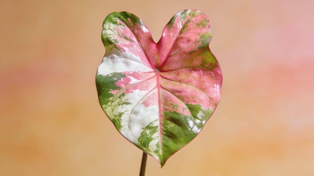 Caladium (Caladium bicolor) - Plant care guide
