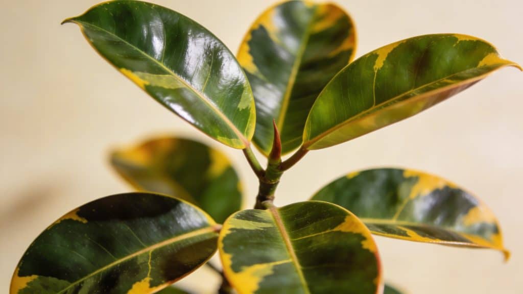 Caoutchouc (Ficus elastica) - Plant care guide