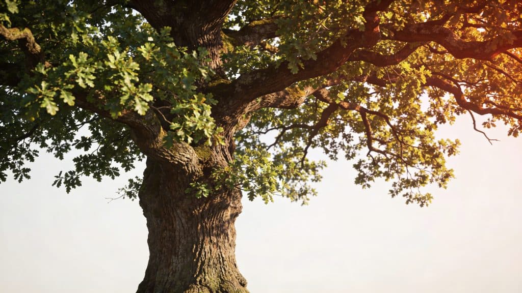 Chêne pédonculé (Quercus robur) - Plant care guide