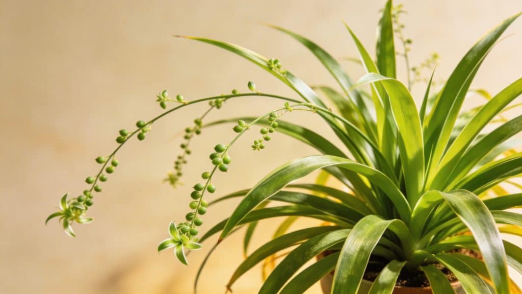 Chlorophytum (Chlorophytum comosum) - Plant care guide