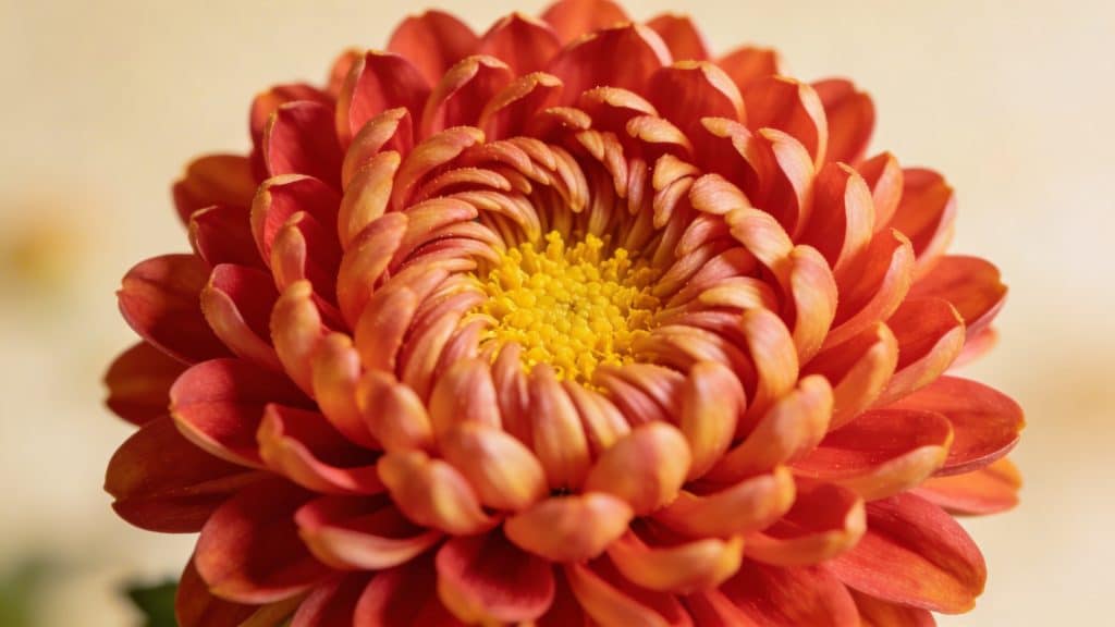 Chrysanthème (Chrysanthemum × morifolium) - Plant care guide