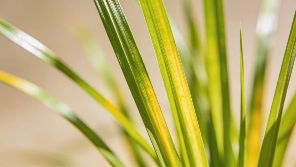Citronnelle (Cymbopogon citratus) - Plant care guide