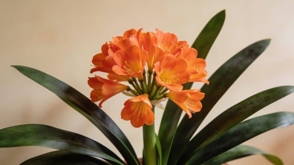 Clivia (Clivia miniata) - Plant care guide