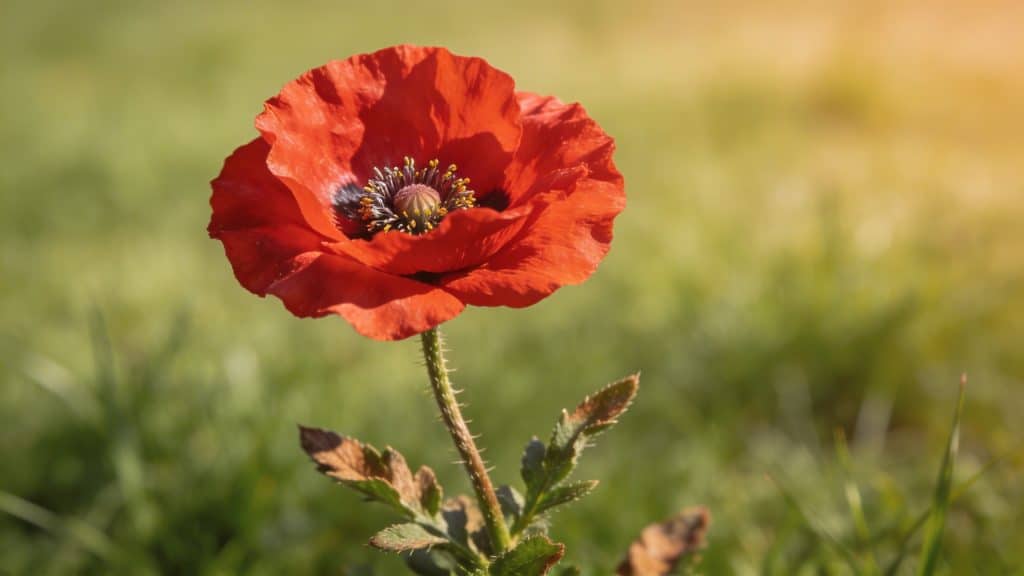 Coquelicot (Papaver rhoeas) - Plant care guide
