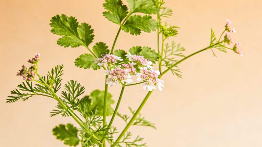 Coriandre (Coriandrum sativum) - Plant care guide