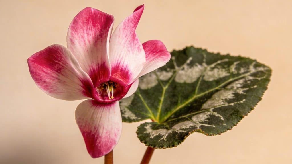 Cyclamen de Perse (Cyclamen persicum) - Plant care guide