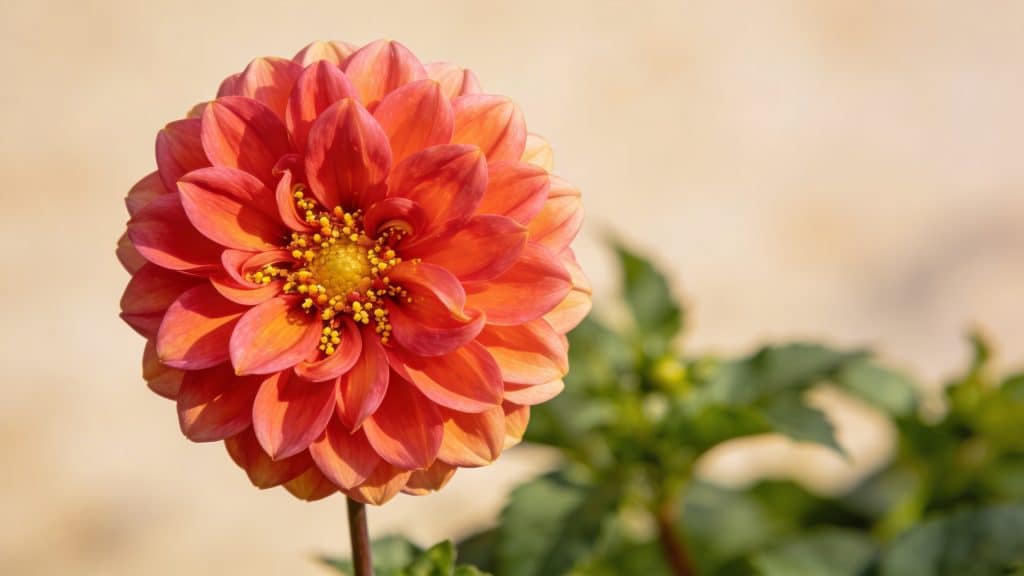 Dahlia commun (Dahlia pinnata) - Plant care guide