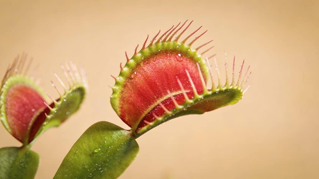Dionée attrape (mouche - Dionaea muscipula) - Plant care guide