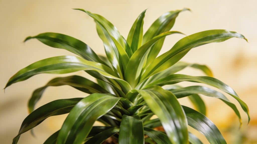 Dracéna odorant (Dracaena fragrans) - Plant care guide