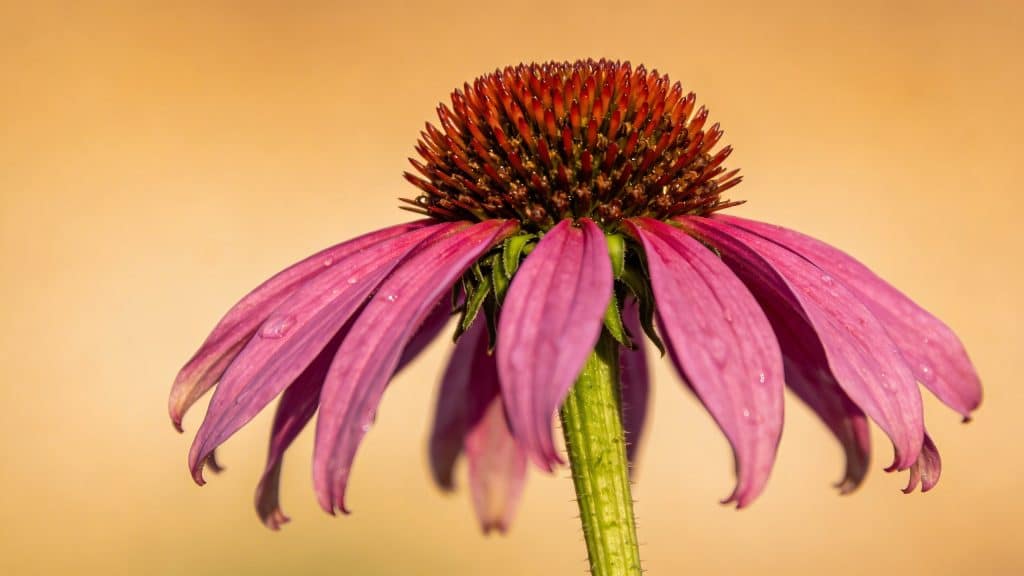 Échinacée pourpre (Echinacea purpurea) - Plant care guide
