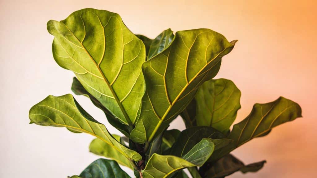 Figuier lyre (Ficus lyrata) - Plant care guide