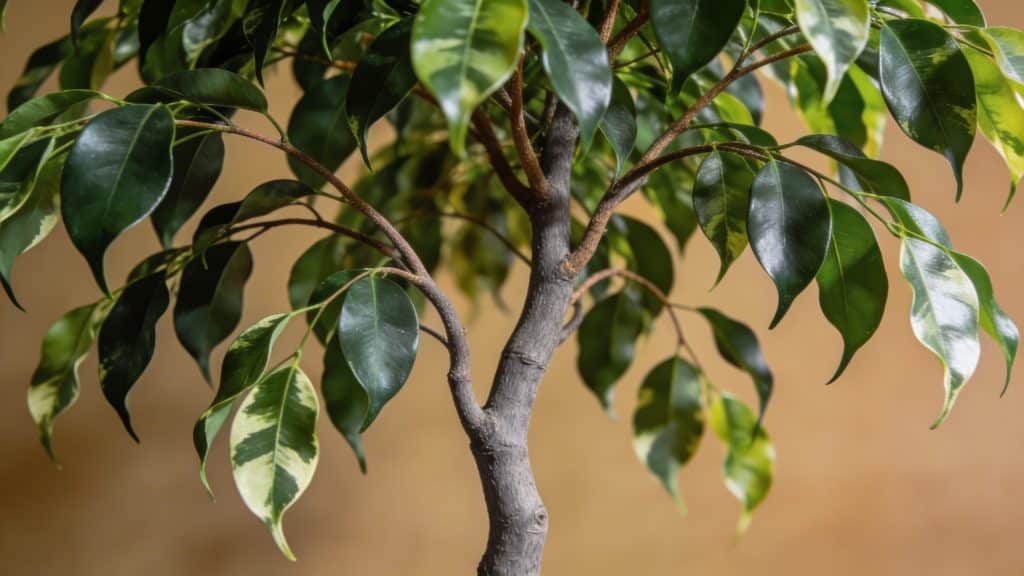 Figuier pleureur (Ficus benjamina) - Plant care guide