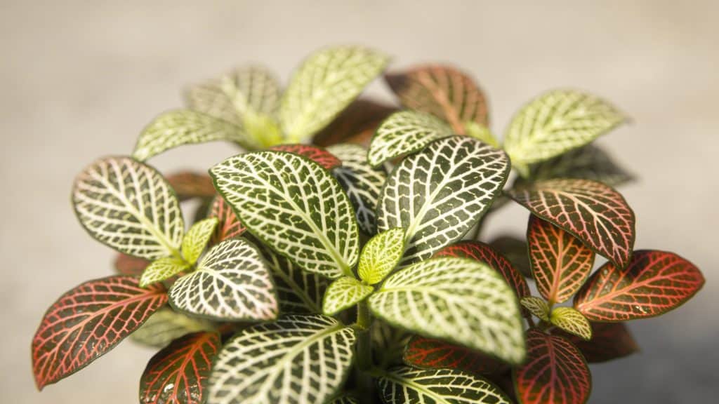 Fittonia (Fittonia albivenis) - Plant care guide