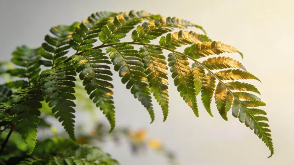 Fougère de Boston (Nephrolepis exaltata) - Plant care guide