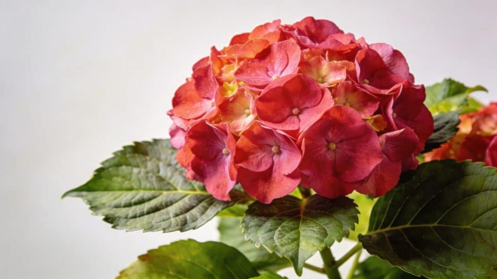Hortensia à grandes feuilles (Hydrangea macrophylla) - Plant care guide