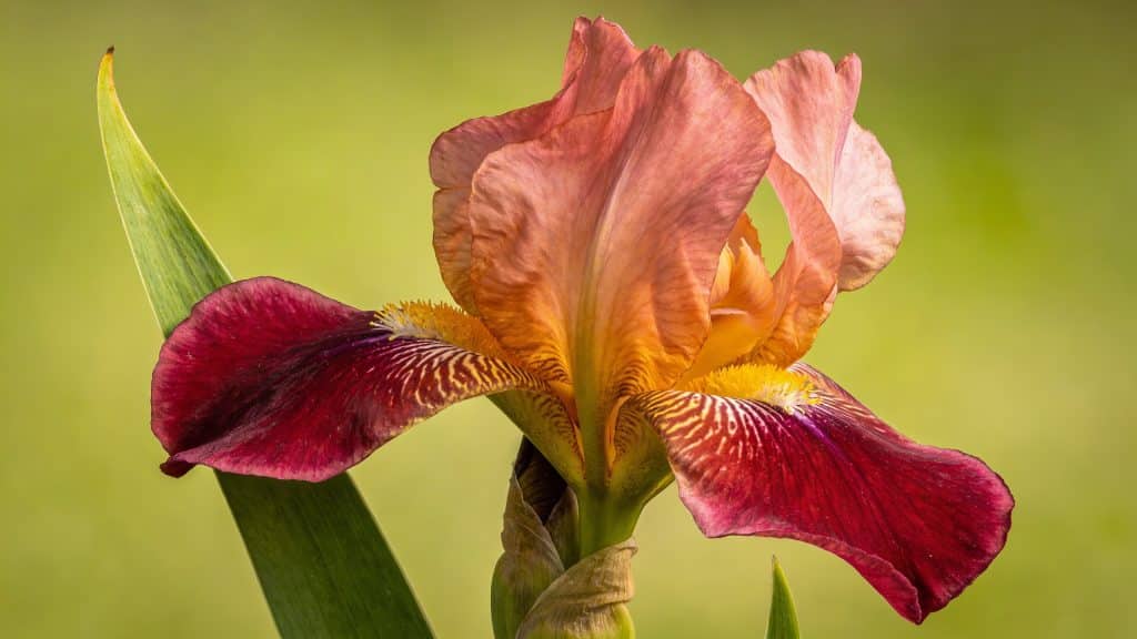 Iris d'Allemagne (Iris germanica) - Plant care guide