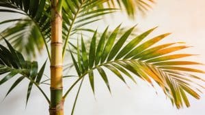 Kentia (Howea forsteriana) - Plant care guide