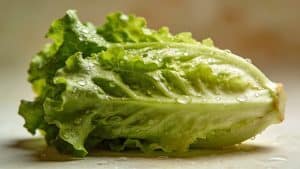 Laitue (Lactuca sativa) - Plant care guide