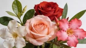 Laurier (rose - Nerium oleander) - Plant care guide