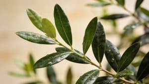 Laurier vrai (Laurus nobilis) - Plant care guide