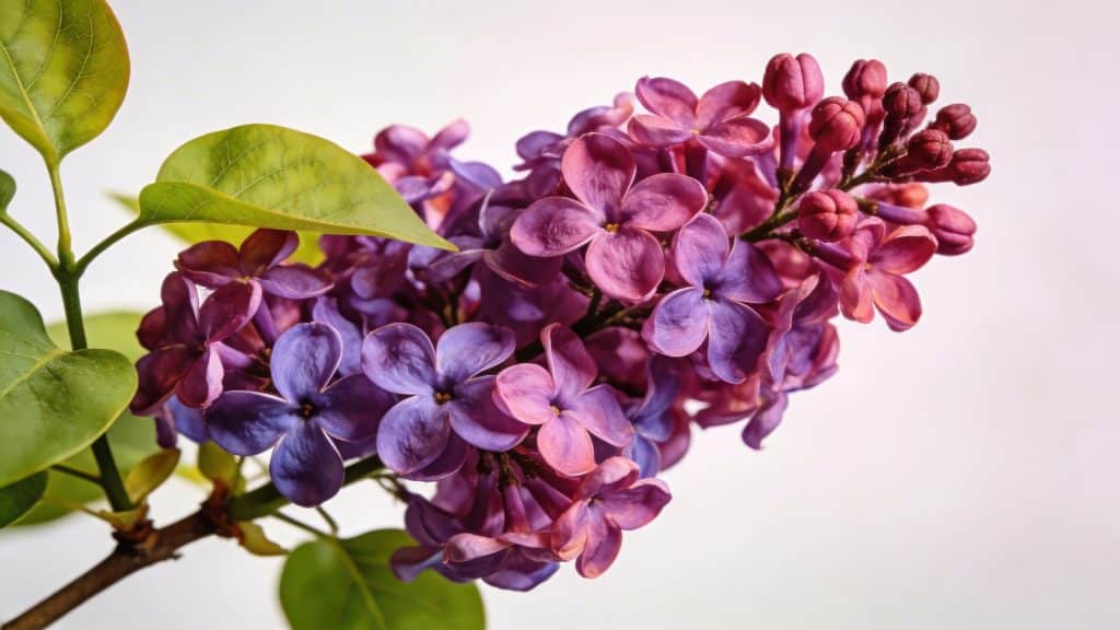 Lilas commun (Syringa vulgaris) - Plant care guide