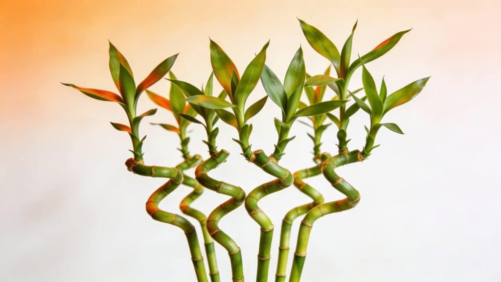 Lucky bamboo (Dracaena sanderiana) - Plant care guide