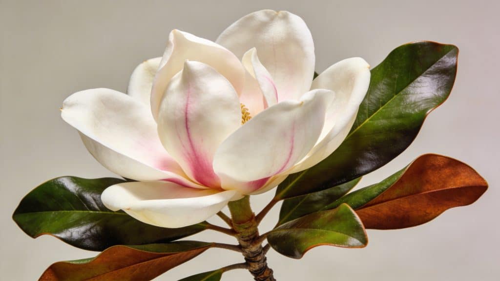 Magnolia à grandes fleurs (Magnolia grandiflora) - Plant care guide
