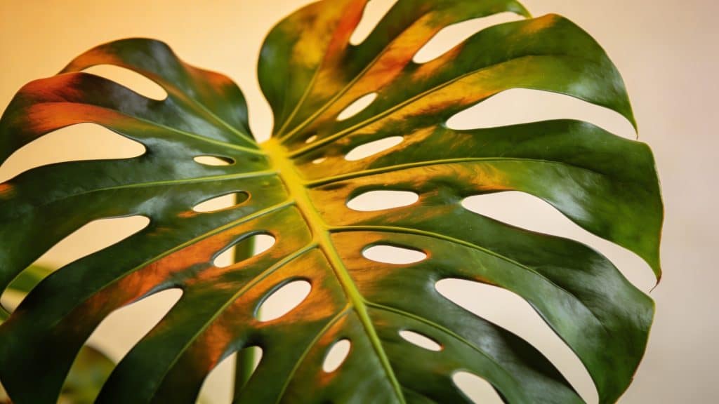 Monstera (Monstera deliciosa) - Plant care guide