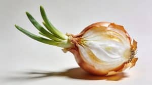 Oignon (Allium cepa) - Plant care guide