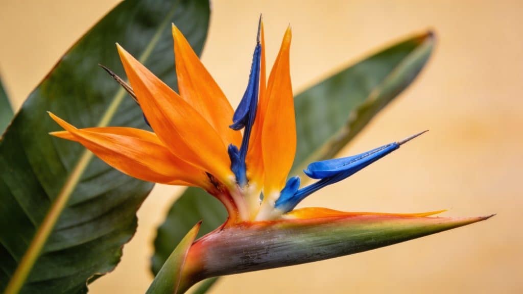 Oiseau de paradis (Strelitzia reginae) - Plant care guide