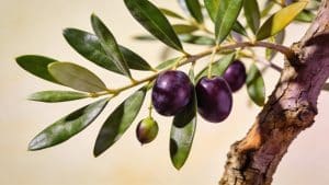 Olivier (Olea europaea) - Plant care guide