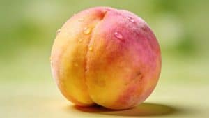 Pêcher (Prunus persica) - Plant care guide