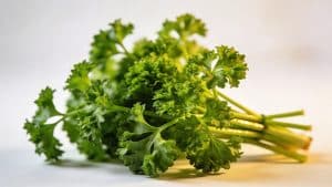 Persil cultivé (Petroselinum crispum) - Plant care guide