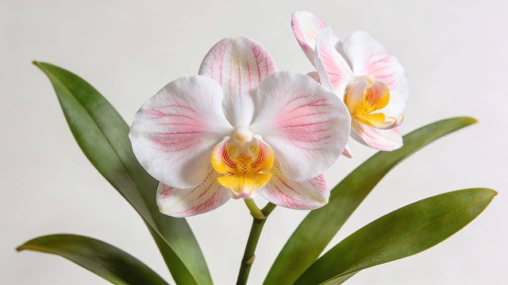 Phalaenopsis (Phalaenopsis amabilis) - Plant care guide