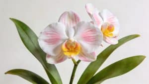 Phalaenopsis (Phalaenopsis amabilis) - Plant care guide