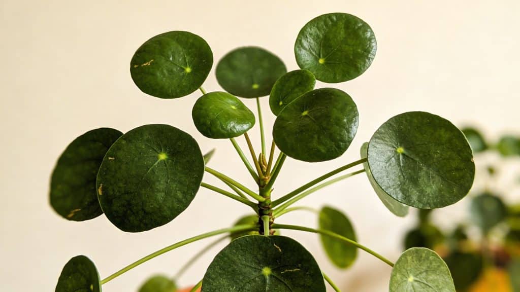 Plante à monnaie chinoise (Pilea peperomioides) - Plant care guide