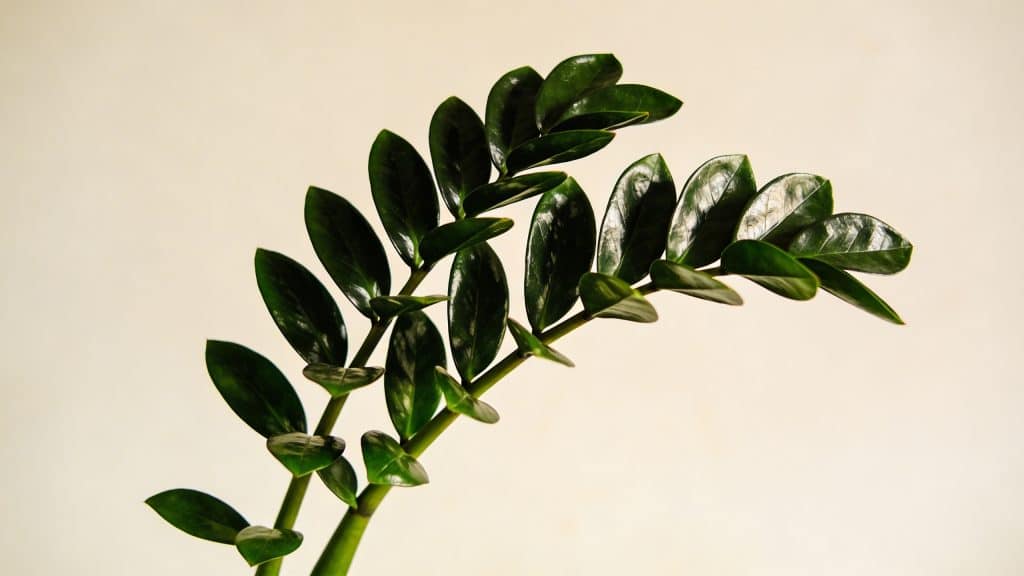 Plante zz (Zamioculcas zamiifolia) - Plant care guide