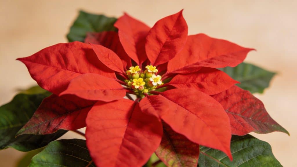 Poinsettia (Euphorbia pulcherrima) - Plant care guide