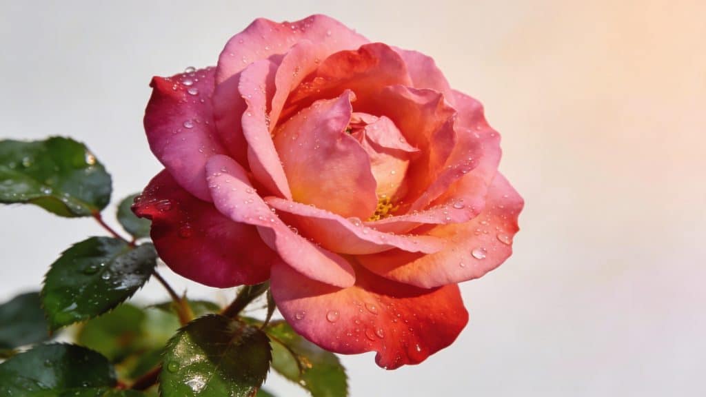Rosier (Rosa chinensis) - Plant care guide