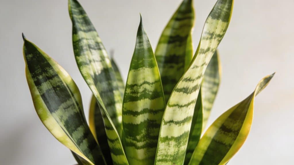 Sansevieria (Sansevieria trifasciata) - Plant care guide