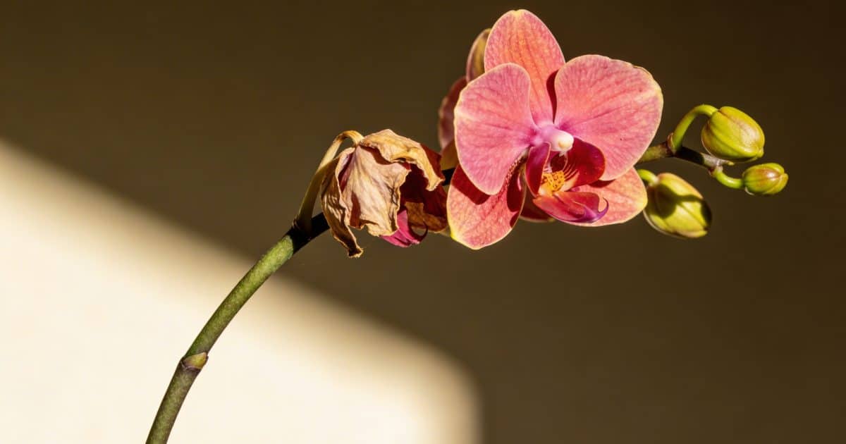 Une seule fois par an, ce geste transforme une orchidée mourante en plante qui refleurit toute seule