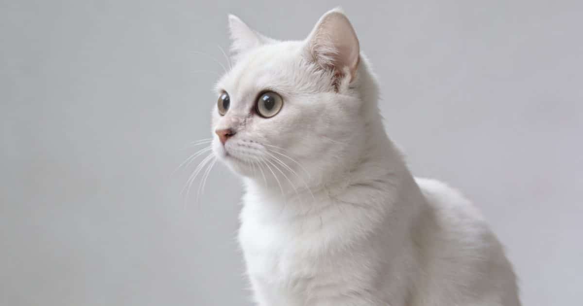 chat blanc assis de profil yeux arrondis