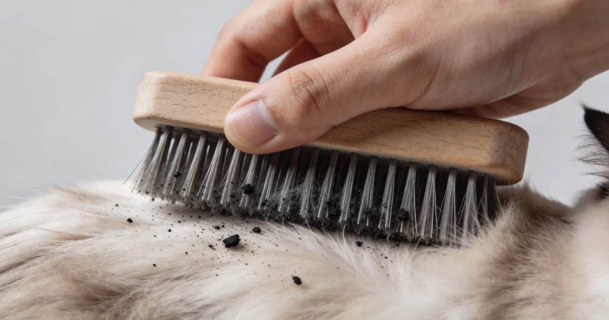 Main tenant un chat brosse retirant petites saletes noires